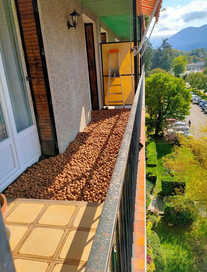 My Neighbor Bought A Lot Of Walnuts