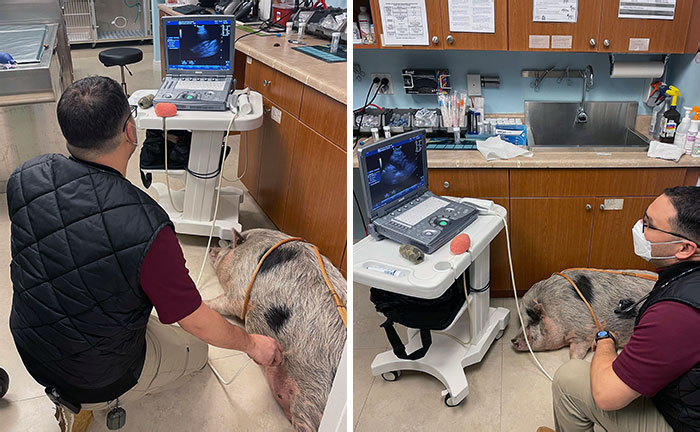 Piggie At The Vet