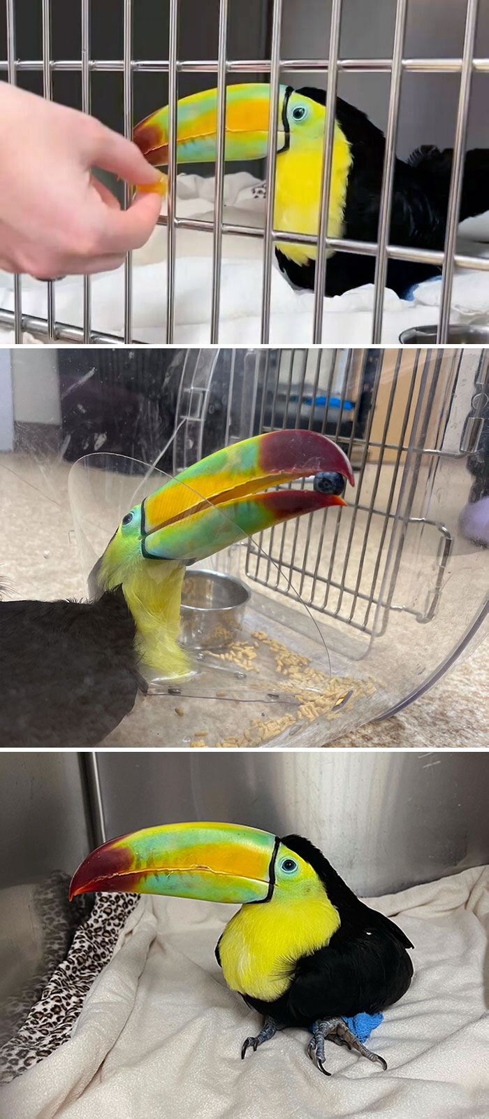 Meet Toopy, The Keel-Billed Toucan