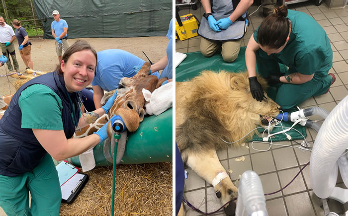 Dr. Trenholme Who Is Double-Boarded In Both Small Animal Emergency And Critical Care And Veterinary Anesthesia And Pain Management