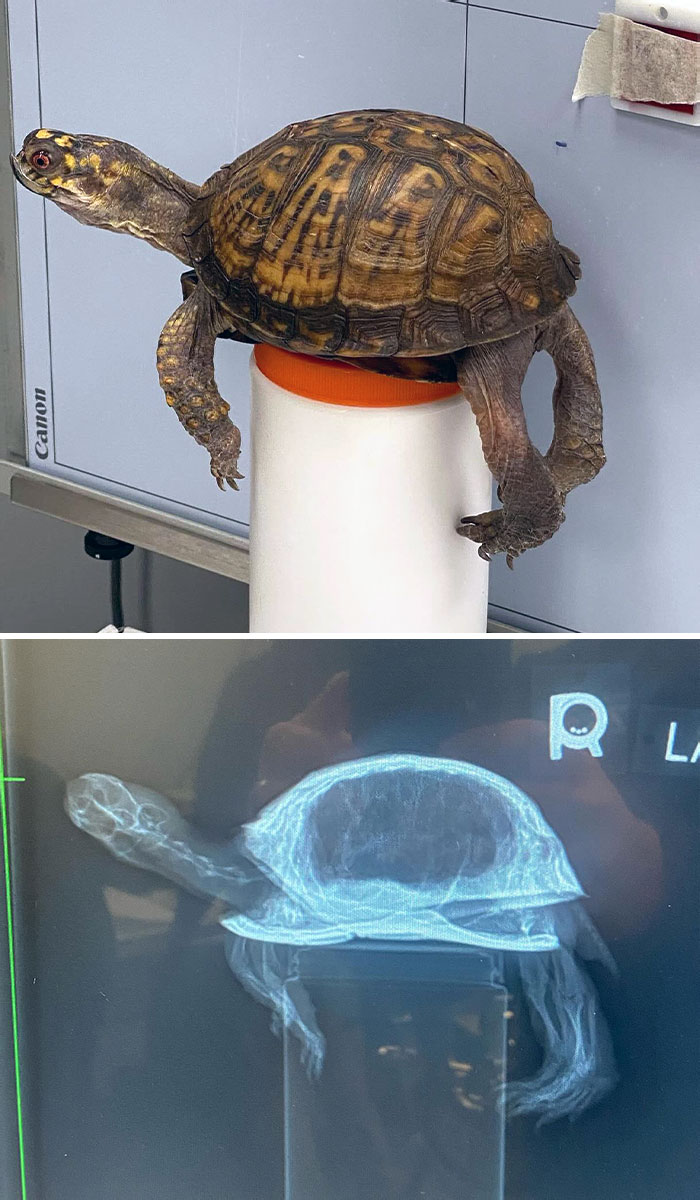 Así hacemos radiografías a una tortuga