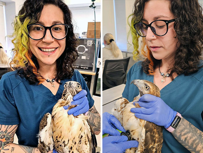 Treating Kingston, A Red-Tailed Hawk The Past Several Months Has Been An Incredible Learning Opportunity That I Am Grateful To Have Been Able To Experience