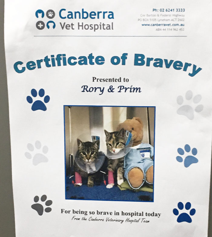 The Vet Gave Me A Certificate Of Bravery For My Cats