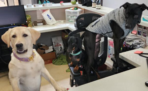 50 Wholesome And Hilarious Moments From Veterinary Clinics (New Pics)