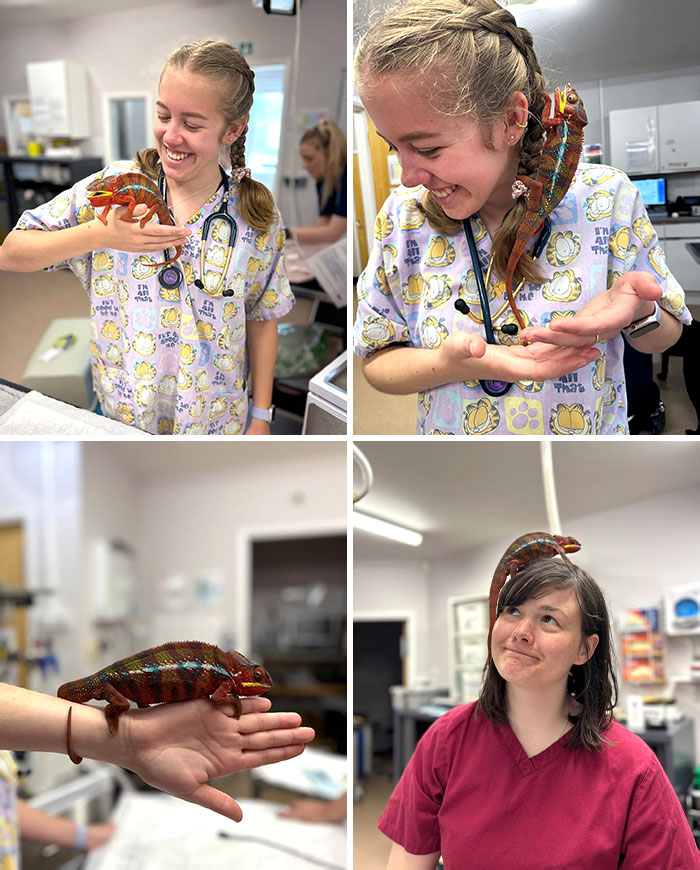 This Friendly Dude Had A Blocked Salivary Duct Which Was Making His Eye And Nose Very Sore, So We Unblocked It, But Not Until He Climbed On Top Of All Of Our Heads First Though