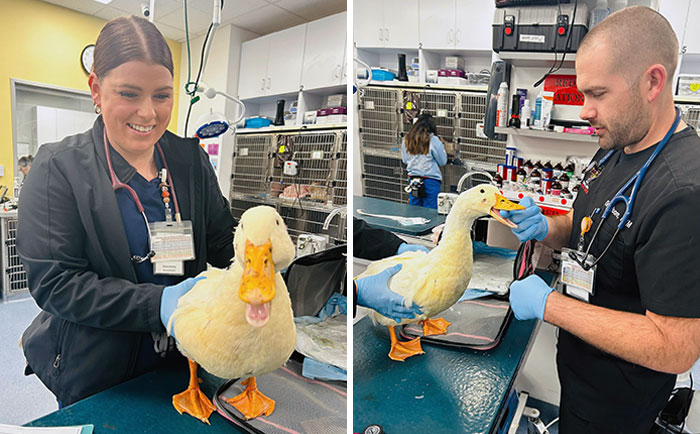 At CAEC, Our Team Never Ducks Out When It Comes To Emergency Care! Dr. Moore Is On Duty, Providing Expert Treatment For All Creatures, Big And Small