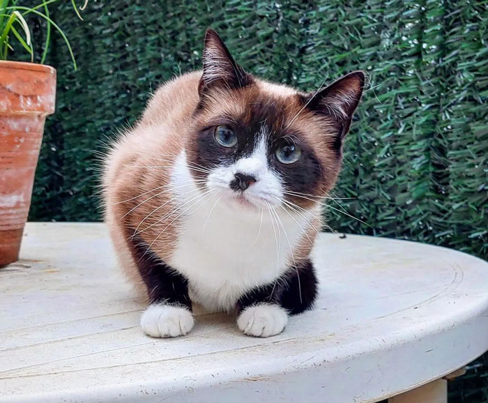 close up view of Snowshoe cat sitting on the table