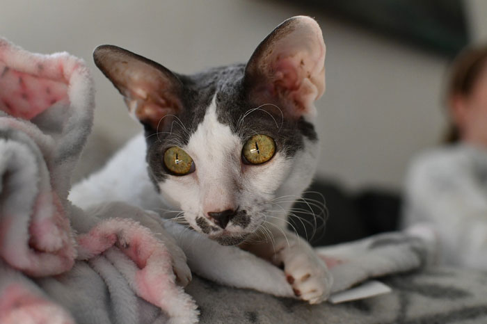 close up view of Cornish Rex cat