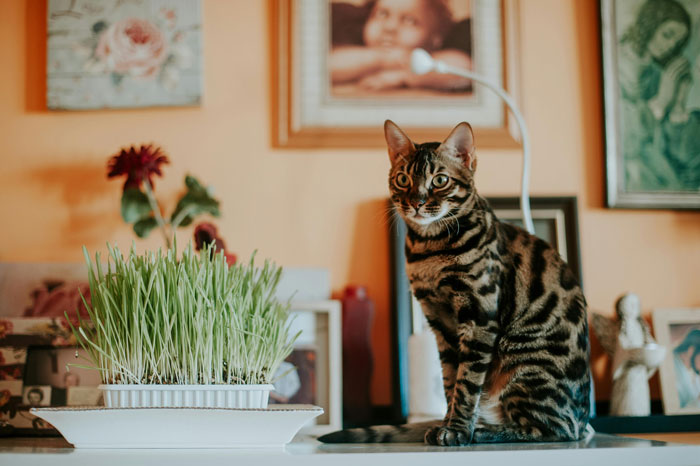 Bengal cat sitting on the table