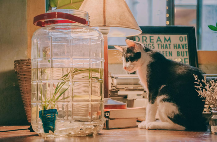 cat sitting on the table and looking on the aquarium