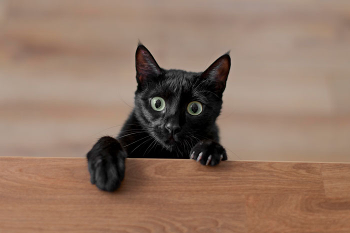 close up view of bombay cat