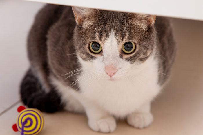 close up view of munchkin cat