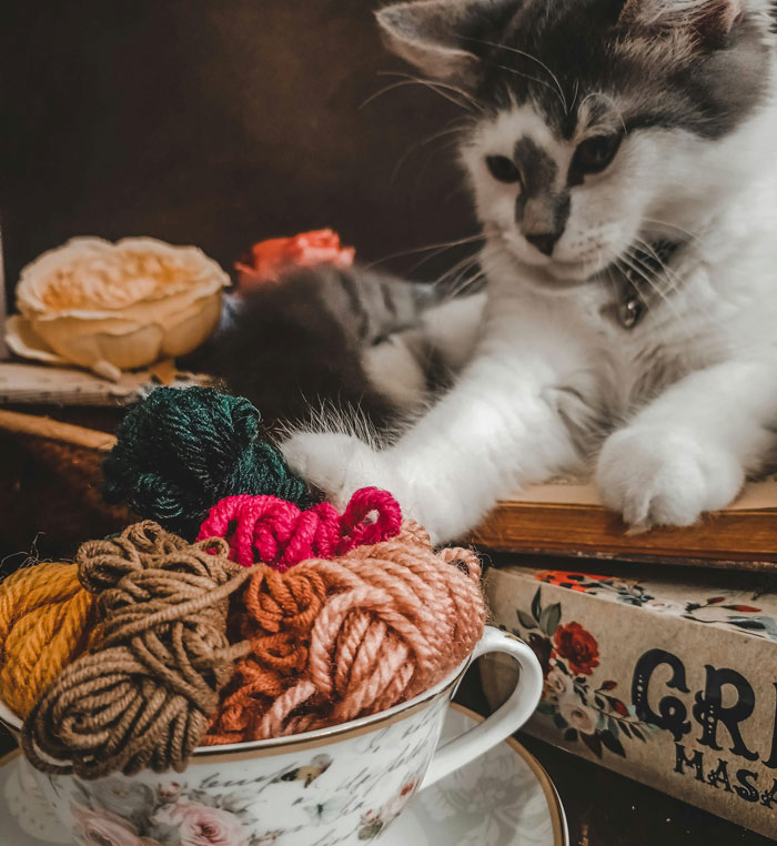 kitten playing with a ball of nits