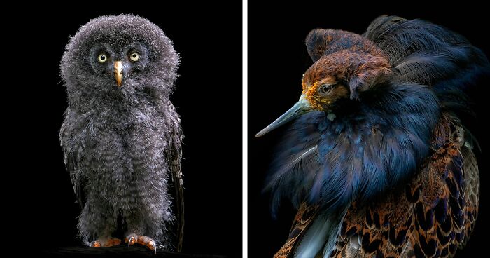 Wild Animals From Up Close: 19 Portraits By Pedro Jarque Krebs (New Pics)