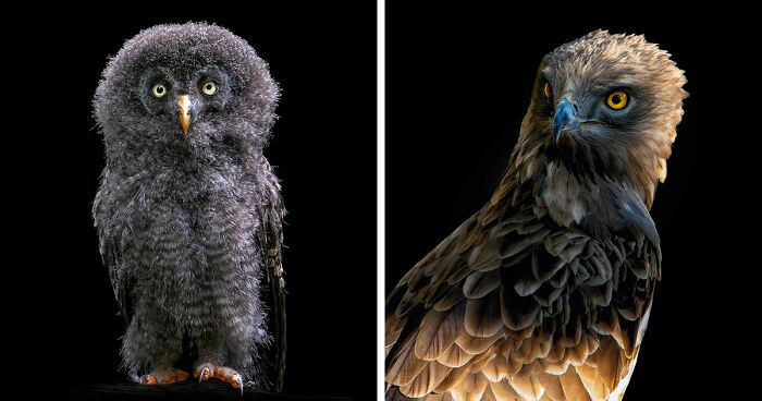 Wild Animals From Up Close: 19 Portraits By Pedro Jarque Krebs (New Pics)