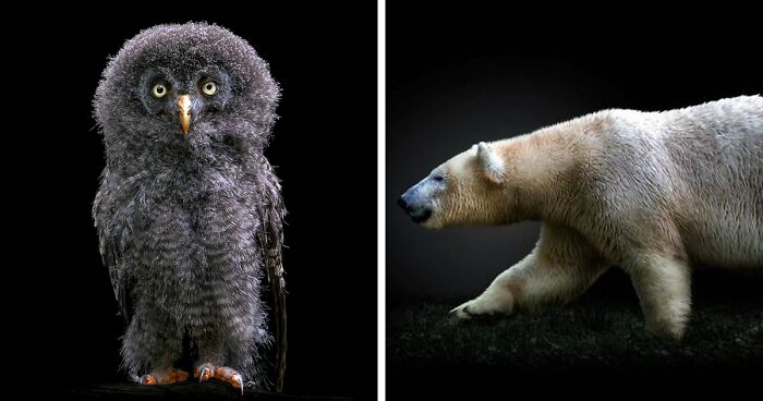 Wild Animals From Up Close: 19 Portraits By Pedro Jarque Krebs (New Pics)