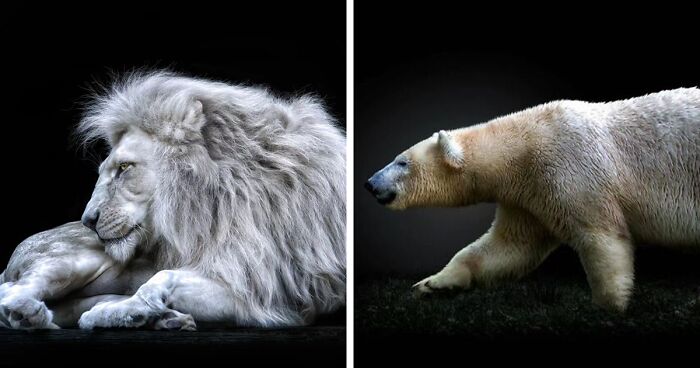 Wild Animals From Up Close: 19 Portraits By Pedro Jarque Krebs (New Pics)