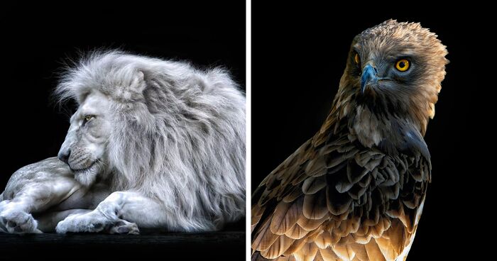 Wild Animal Photography: 19 Intimate Portraits By Pedro Jarque Krebs (New Pics)