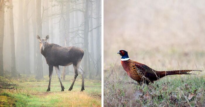 25 Captivating Photographs Of Animals In Their Natural Habitat By Alex Ugalek