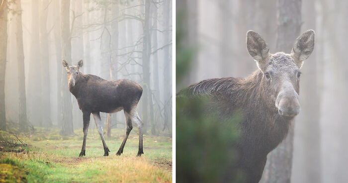 25 Captivating Photographs Of Animals In Their Natural Habitat By Alex Ugalek