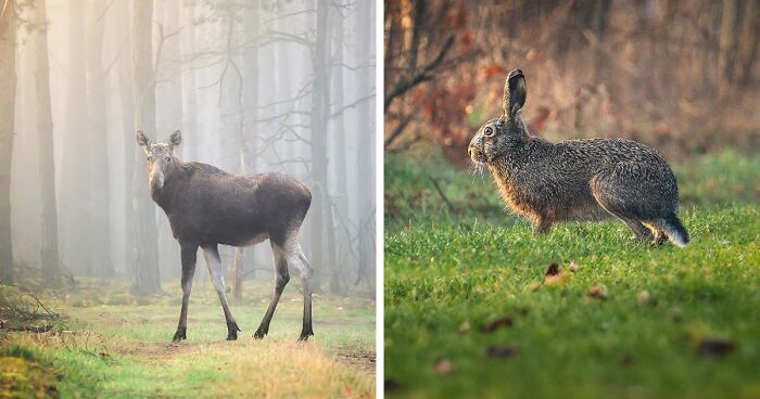 Artist Captures Nature's Beauty In 25 Captivating Wildlife Photographs