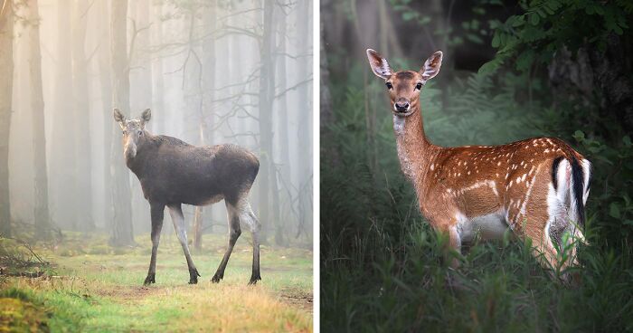 25 Captivating Photographs Of Animals In Their Natural Habitat By Alex Ugalek