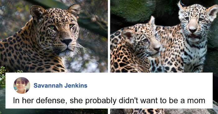 First Jaguar Born Via Artificial Insemination Was Eaten By Mom—But Scientists Aren’t Giving Up