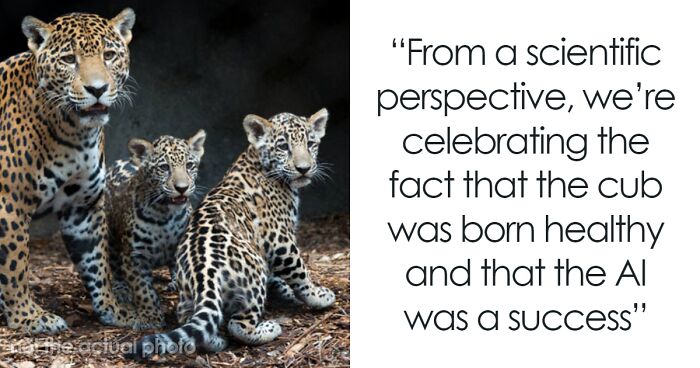 Jaguar Cub Eaten By Mom Was Artificially Inseminated, Scientists Still Use The Procedure