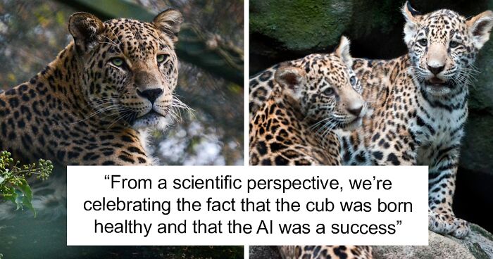 Artificial Insemination Still Used For Animal Preservation Despite Jaguar Cub Eaten By Mom