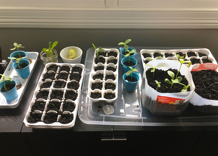 My Wife Took Seeds From Our Fruits And Vegetables Last Month Then Used Some Old Milk Jugs And Egg Cartons To Start A Little Indoor Garden