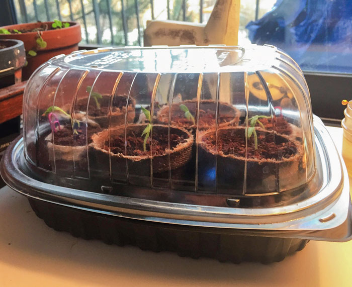 Upcycling Tip: A Leftover Rotisserie Chicken Container Makes A Great Mini Greenhouse