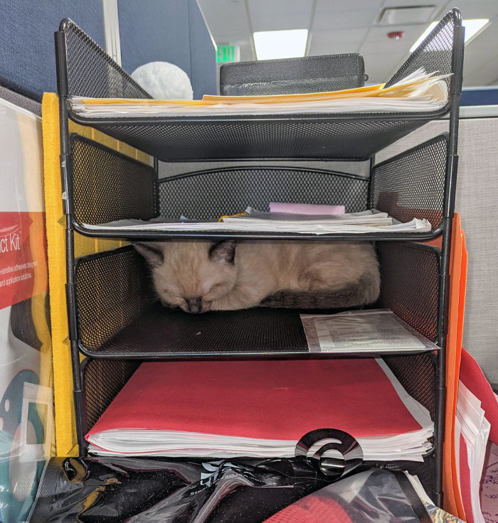 It Is Bring Your Cat To Work Day, And Our Coworker's Cat Fell Asleep In The File Tray