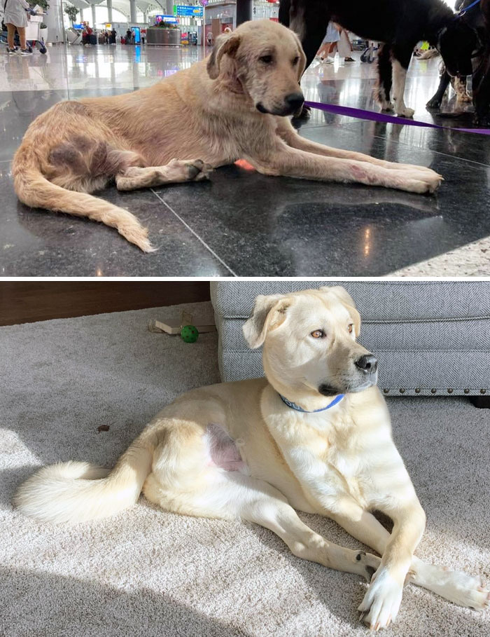 Two Years Ago, We Rescued The Dirtiest, Most Diseased, And Starving Tripod Dog. Today, He Is Gorgeous