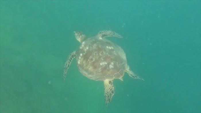 18YO Awarded $10K For Solving Why Local Hawaii Turtles Suffer From Cancer So Frequently