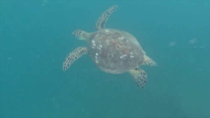 18YO Awarded $10K For Solving Why Local Hawaii Turtles Suffer From ...