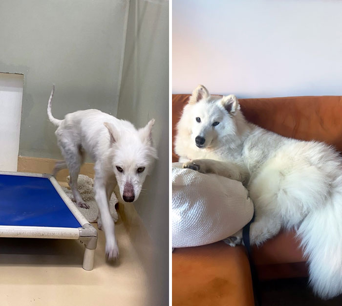 Cotton's Before And After, One Year Apart. He Was Rescued In A Hoarding Case With 30 Other Dogs (All Suffering From Mange And Malnutrition). He Went From Under 40 Pounds To 80 In 12 Months