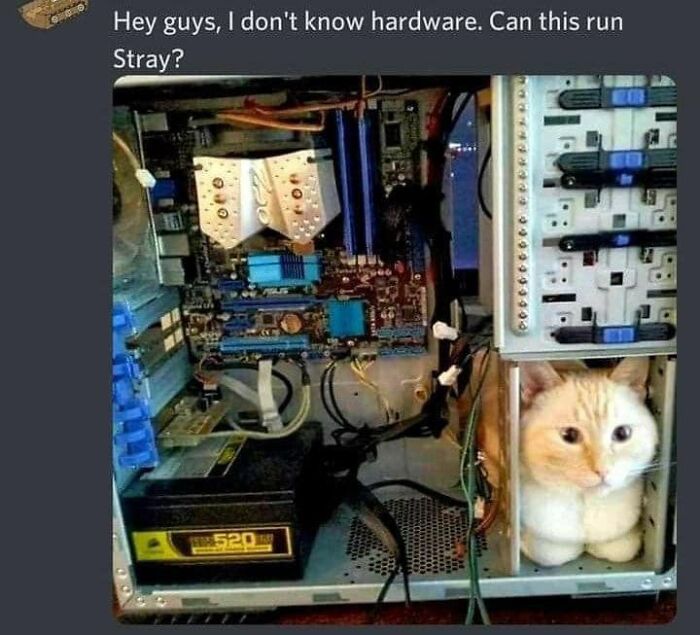 Internet-Cat-Pictures