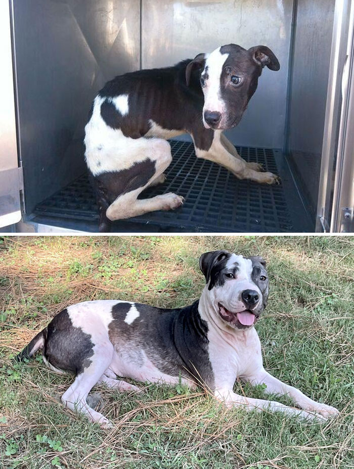 When We Adopted Boone, He Was Only 20 Pounds, Malnourished, Wounded From Attacks, Covered In Mange, Smelled Like A Sewer, And Afraid Of Everything. Now, He Is A 50-Pound Sweet And Derpy Dog