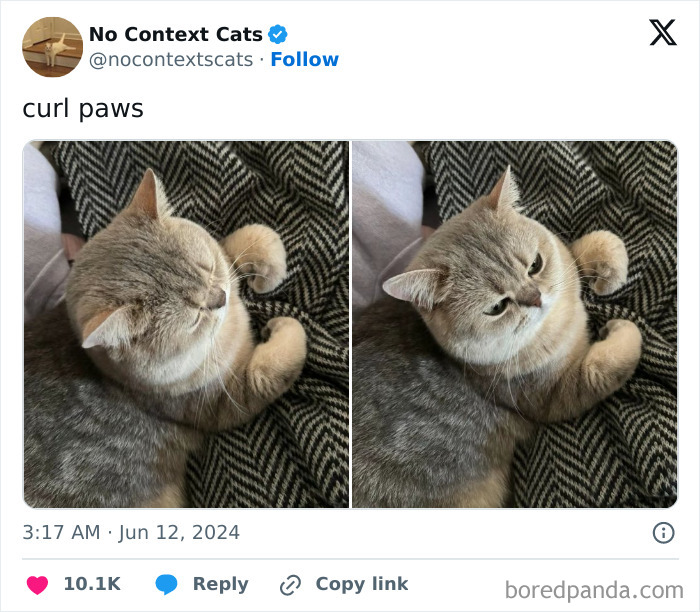 No-Context-Cats-Pictures