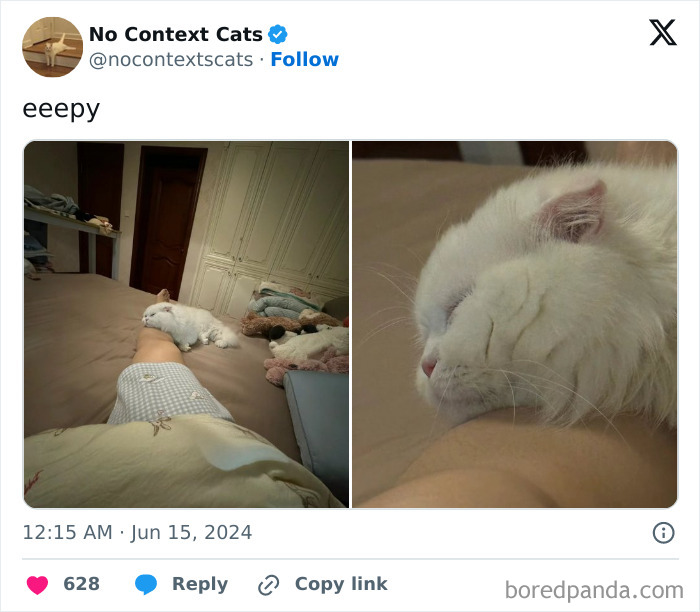 No-Context-Cats-Pictures