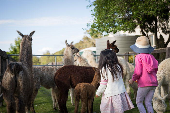 “The Llama Had Enough”: Zoo Keeper’s “Lesson” Sparks Parental Outrage