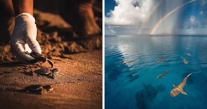 15 Winning Images Of The United Nations World Oceans Day Photo Competition 2024