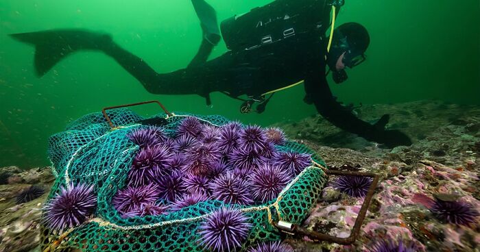 The 2024 UN World Oceans Day Photo Competition Has Announced The List Of The Winners (15 Pics)