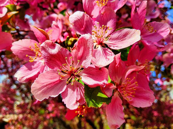 Crabapple Blossoms In Spring