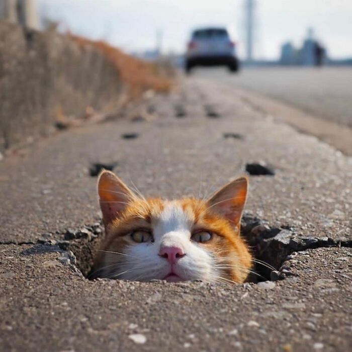 The Best Cat Photographs According To The Street Photographers Foundation (33 Pics)