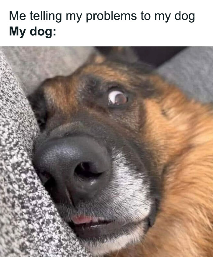 Hilarious-Dog-Memes