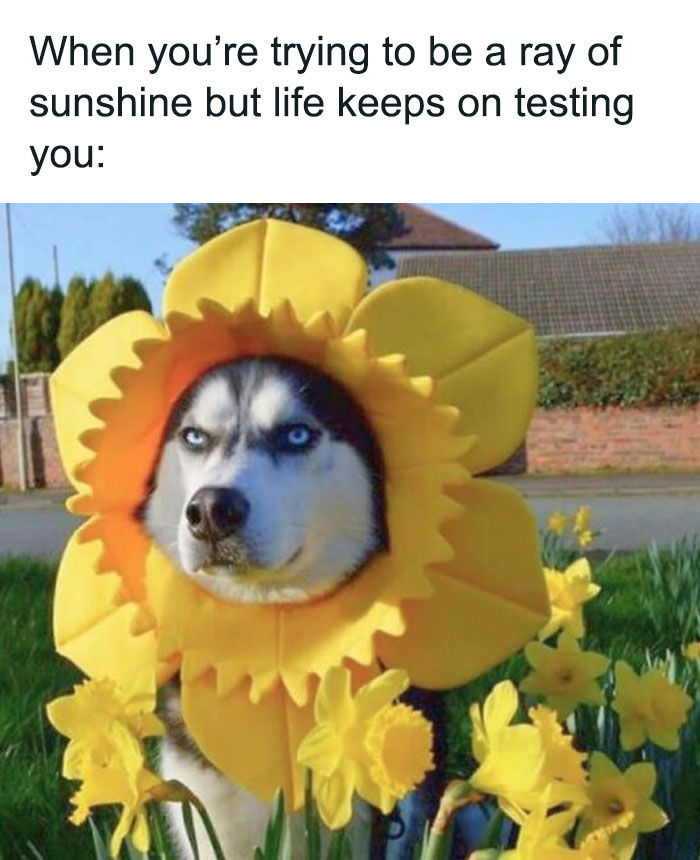 103 Heartwarming Memes Featuring Dogs To Brighten Up Your Day | Bored Panda