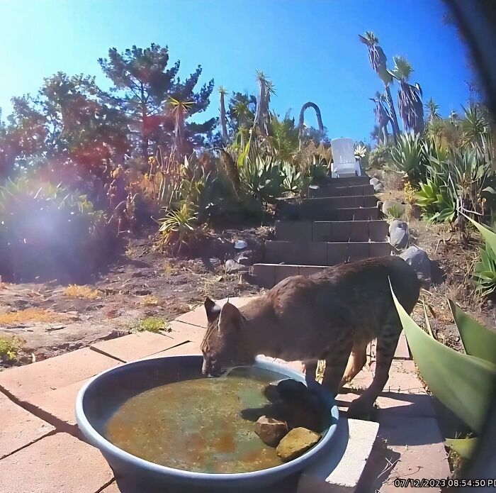 Woman Put A Water Fountain With A Camera In Her Yard, Here Are 37 Photos Of Regular Visitors (New Pics)