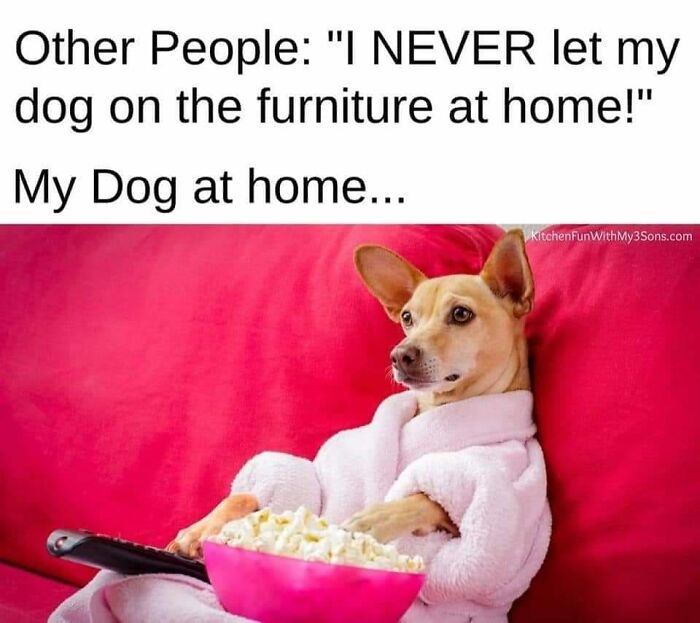 Hilarious-Dog-Memes