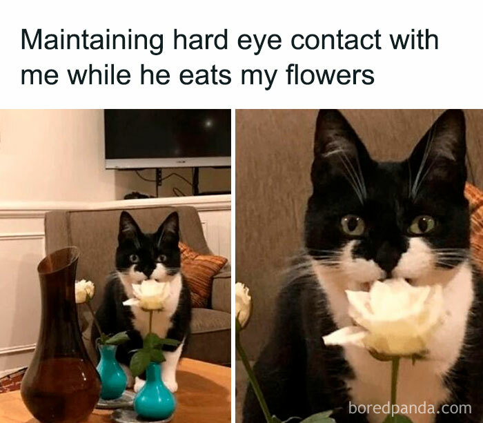 Be Careful With Flowers And Plants Some Can Poison Cats